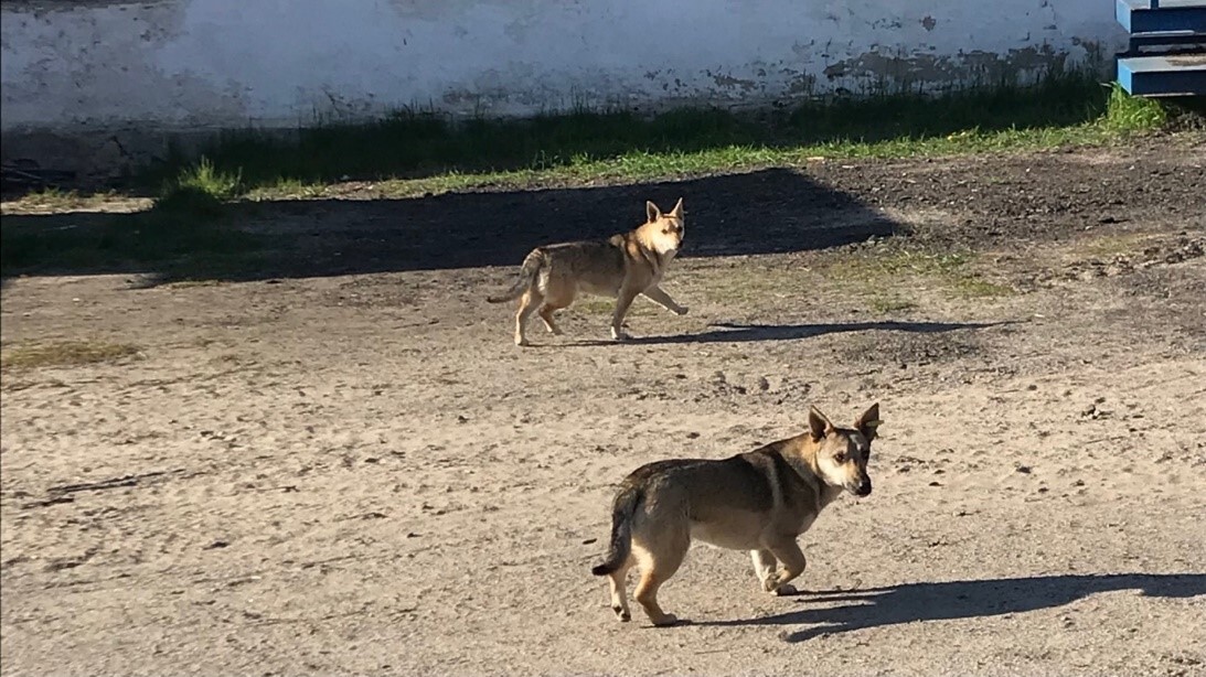 глухів 2